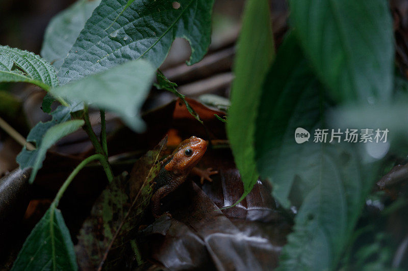 动物:成年喜马拉雅蝾螈(Tylototriton verrucosus)，又名鳄鱼蝾螈、鳄鱼蝾螈、喜马拉雅蝾螈、红节蝾螈。